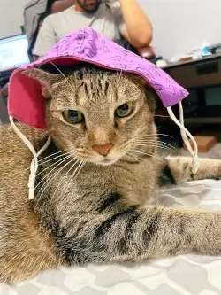 cat pic