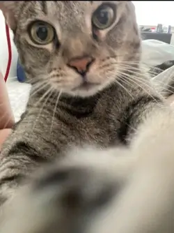 cat pic
