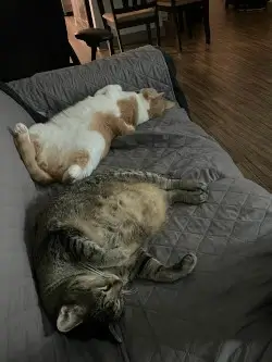 cat pic