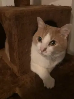 cat pic