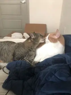 cat pic