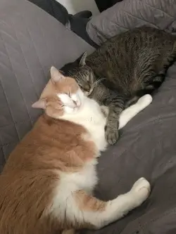 cat pic
