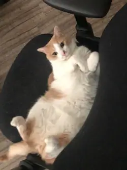 cat pic
