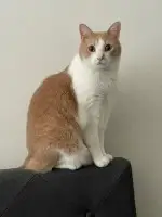 cat pic