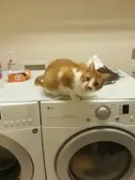 cat pic
