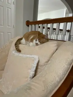 cat pic