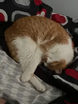cat pic