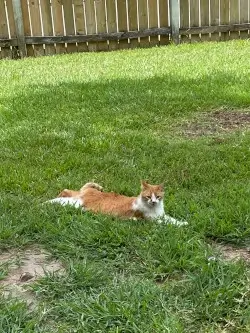 cat pic