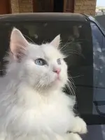 cat pic