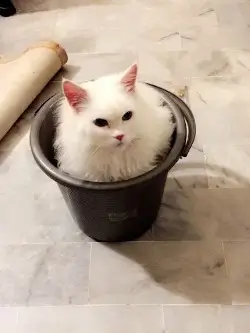 cat pic