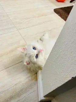 cat pic