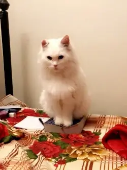 cat pic