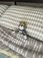 cat pic