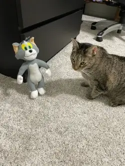cat pic