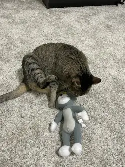 cat pic