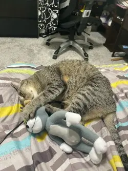 cat pic