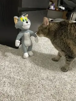 cat pic